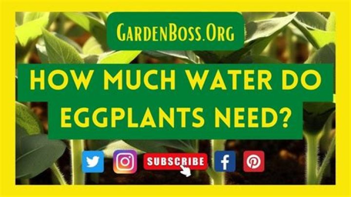 How much water do eggplants need