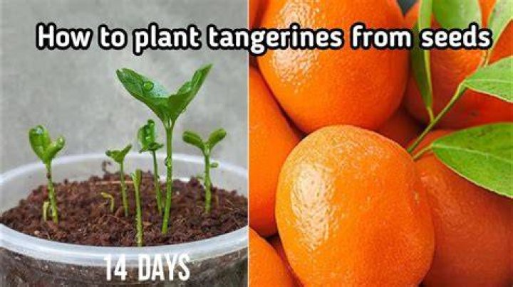 How much water does a tangerine tree need