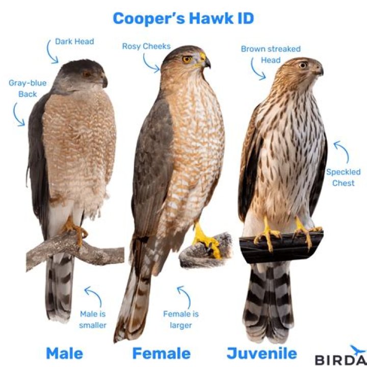 How often do hawks need to eat