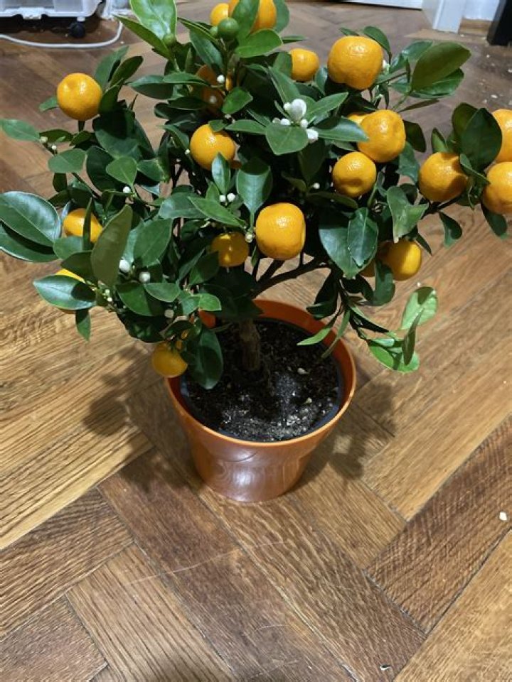 How often do tangerine trees bear fruit