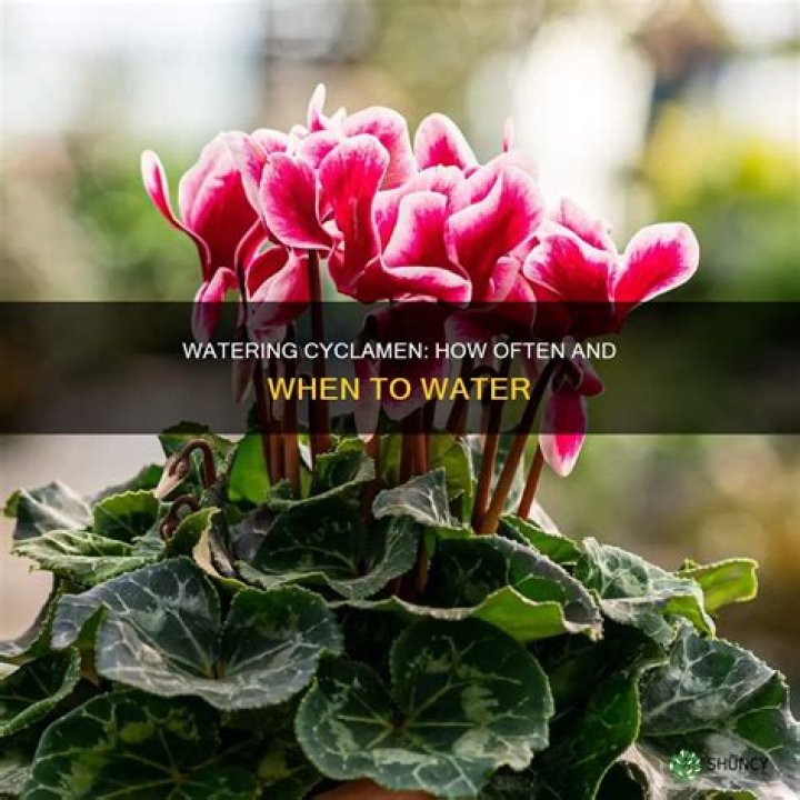 How often do you water a cyclamen