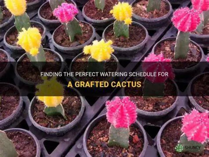 How often do you water a grafted cactus
