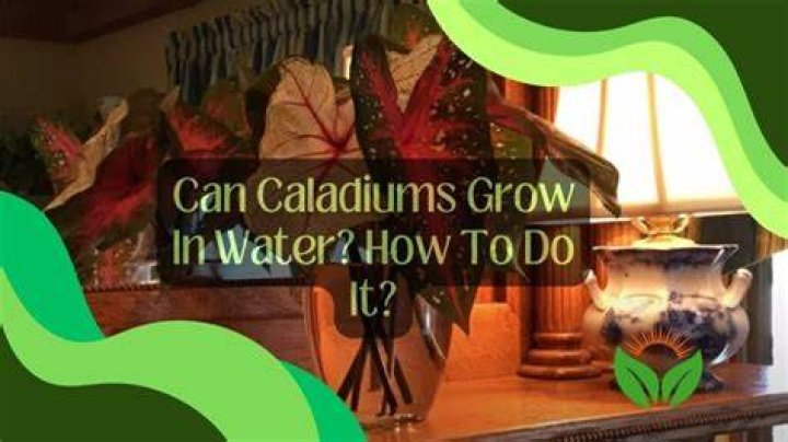 How often do you water caladiums