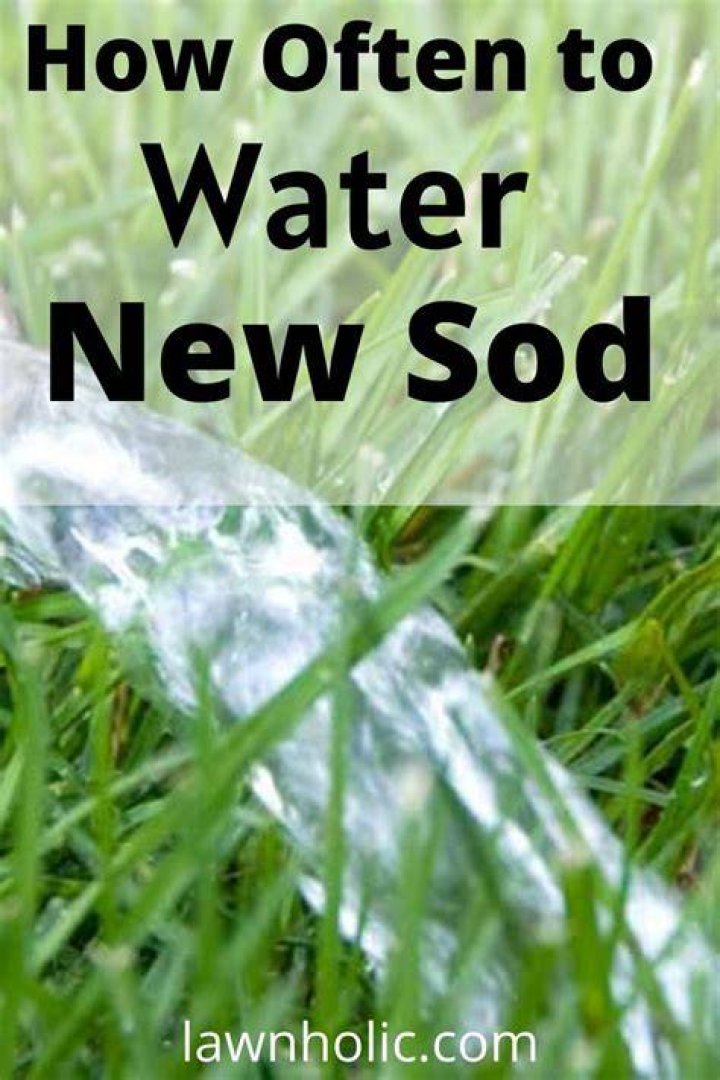 How often should I water Periwinkle
