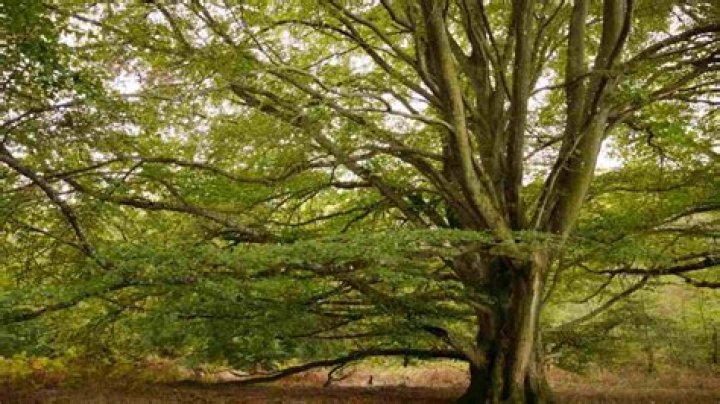 How old is a beech tree