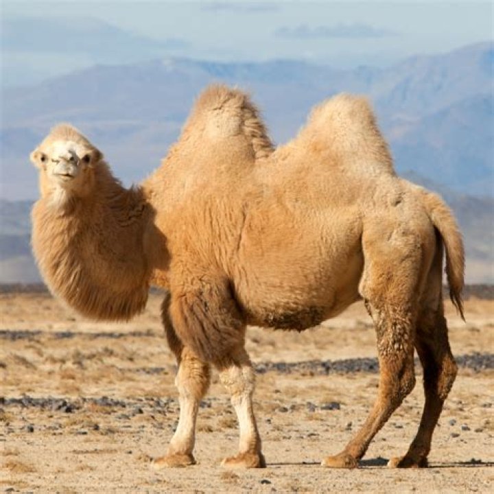 How strong is a camel
