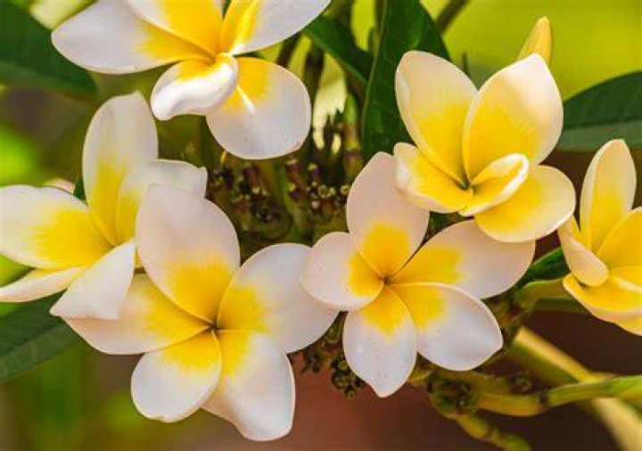 How tall are plumerias