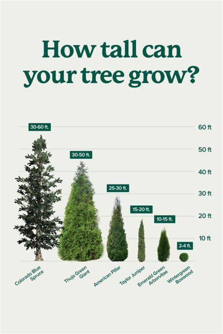 How tall do grass trees grow