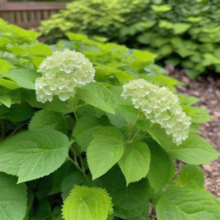 How tall do little lime hydrangeas grow