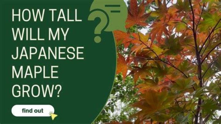 How tall do red maples grow