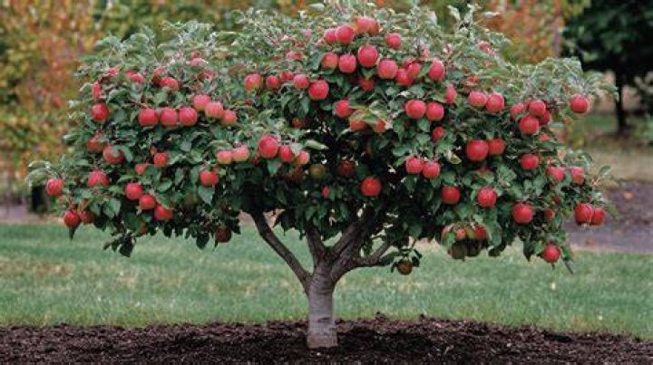 How tall do semi dwarf apple trees grow