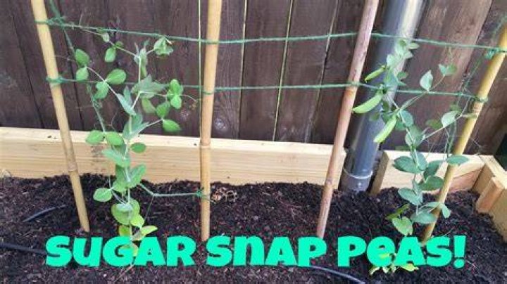 How tall do sugar snap peas grow