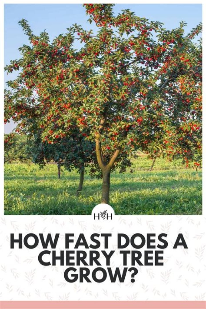How tall does a Bing cherry tree grow