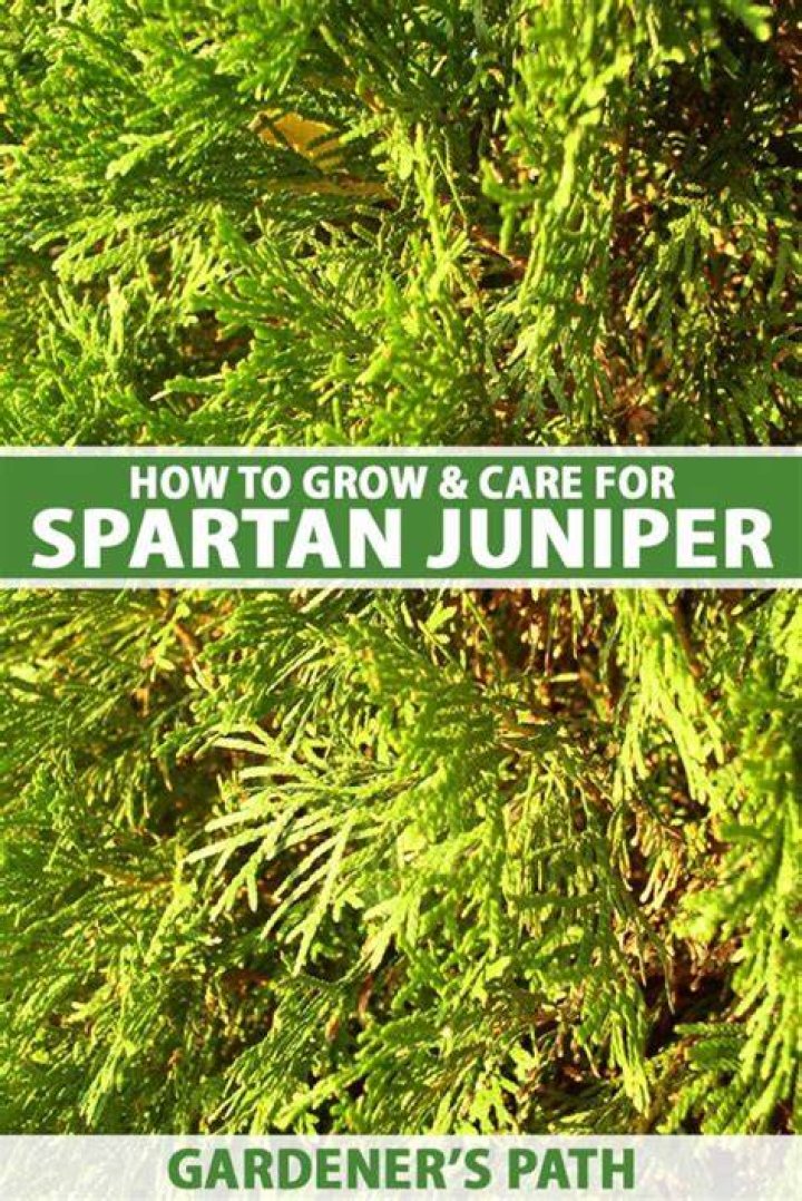 How tall does a Spartan juniper get