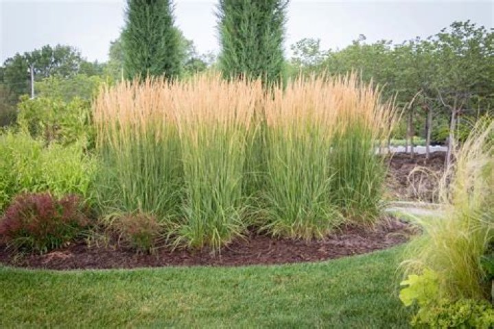How tall does feather reed grass grow
