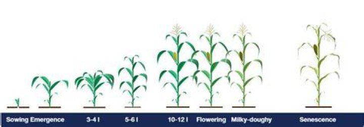How tall does maize grow