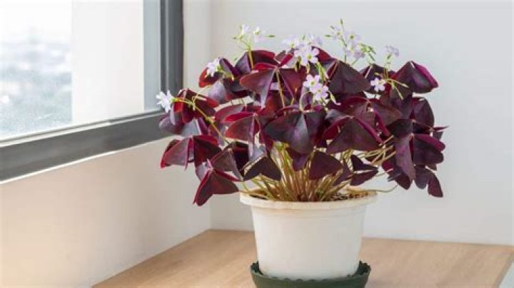 How tall does oxalis grow