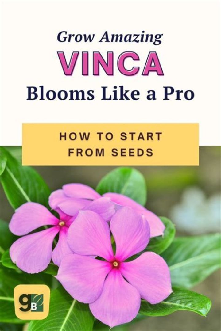 How tall does Vinca major grow
