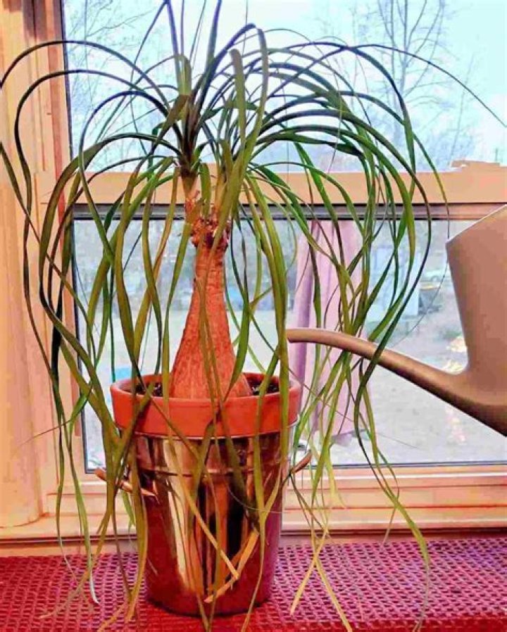 How tall will a ponytail palm get