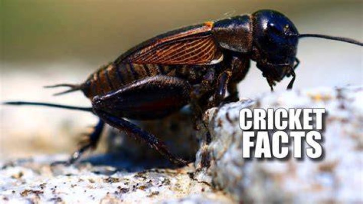 How well can Crickets see