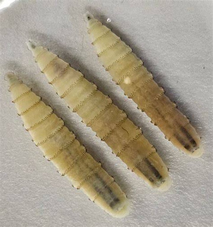 Is a Botfly the same as a horse fly