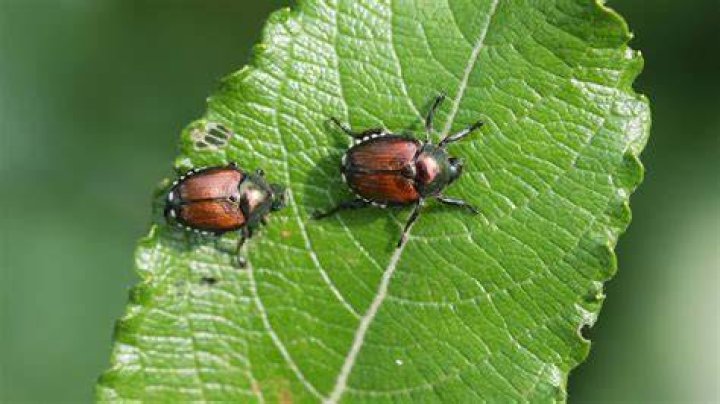 Is a click beetle dangerous