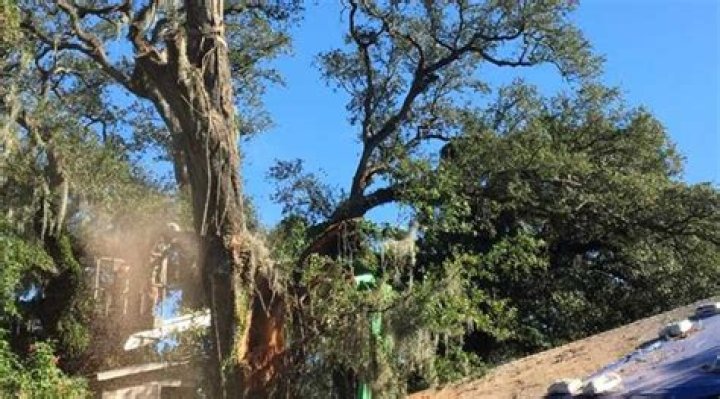 Is a dead tree dangerous
