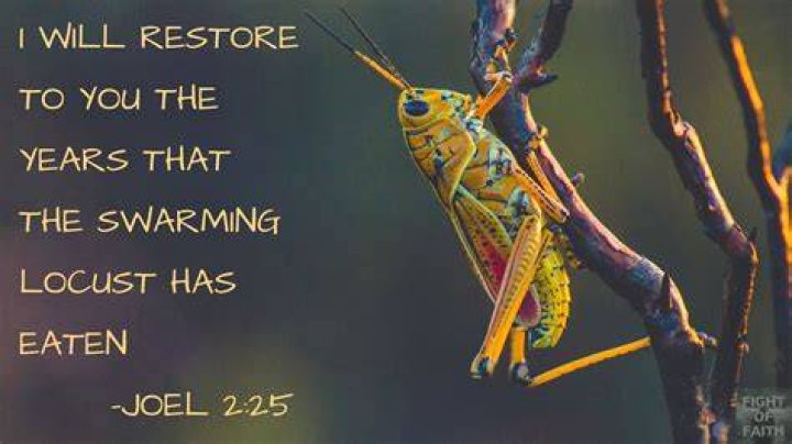 Is a locust a Beetle