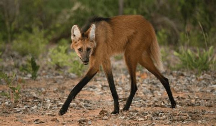 Is a maned wolf a wolf