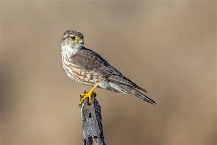 Is a Merlin a falcon