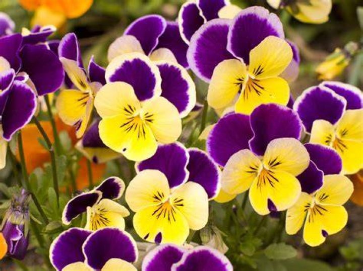 Is a pansy a violet