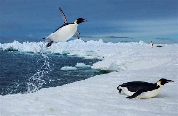 Is a Penguin the only bird that Cannot fly