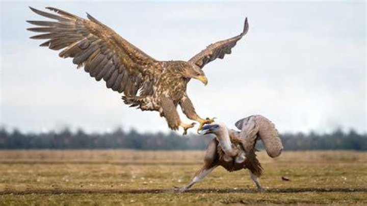 Is a turkey bigger than an eagle