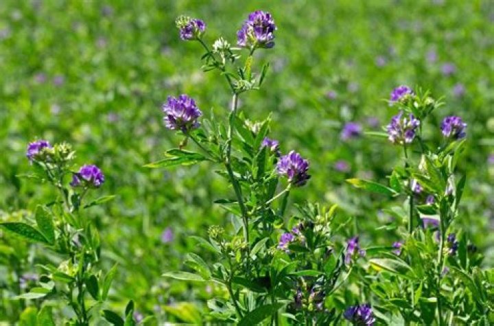 Is alfalfa a legume