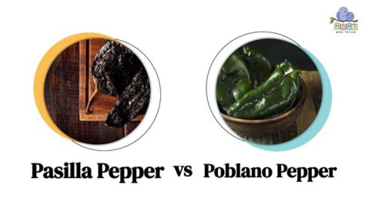 Is ancho and pasilla the same