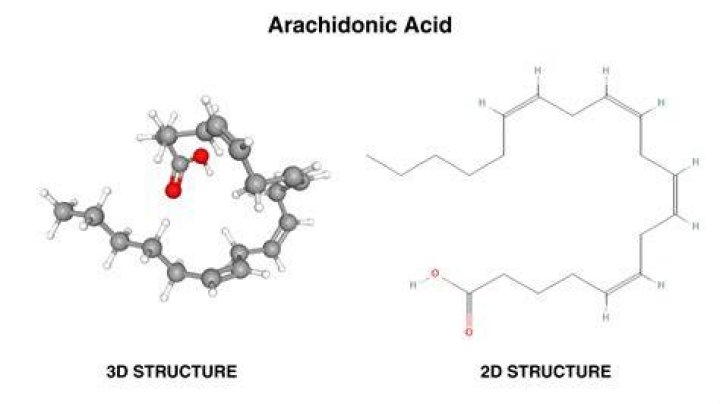 Is arachidonic acid essential