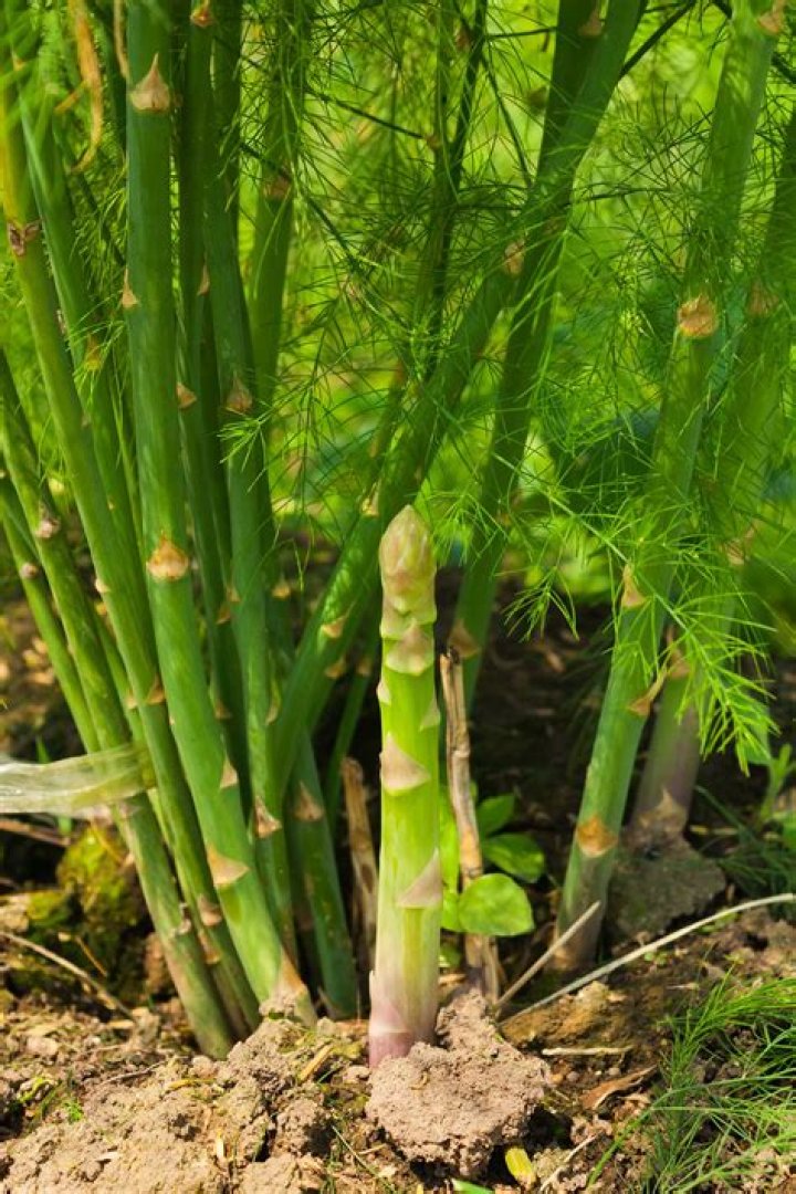 Is asparagus worth growing