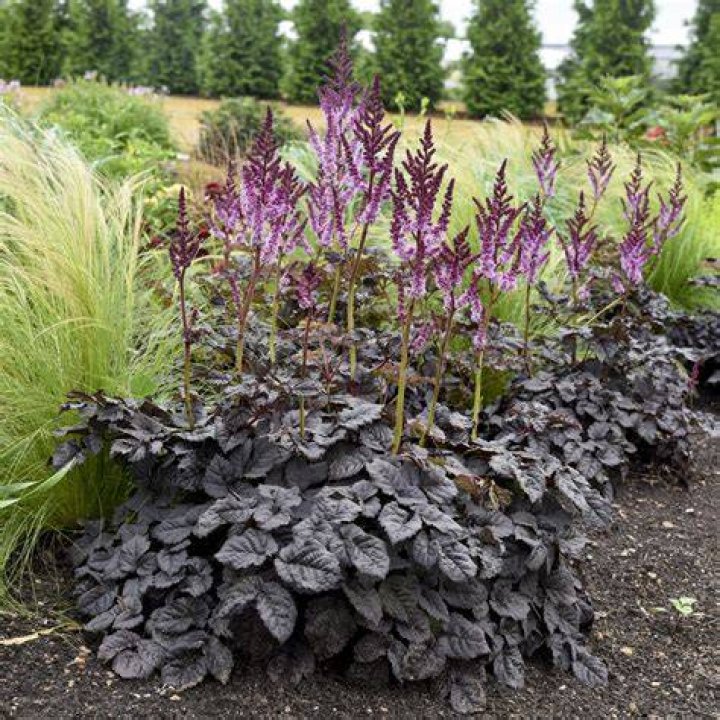 Is astilbe edible