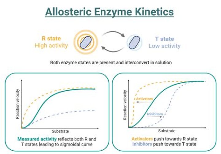 Is ATCase an allosteric enzyme