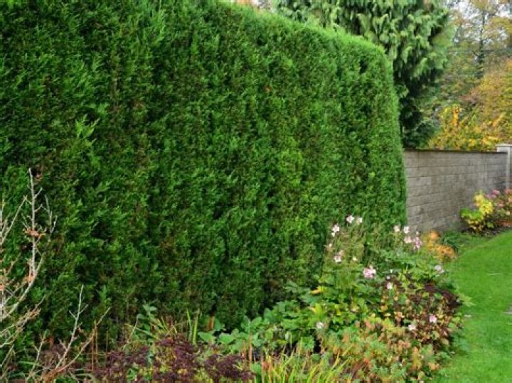 Is beech hedge an evergreen