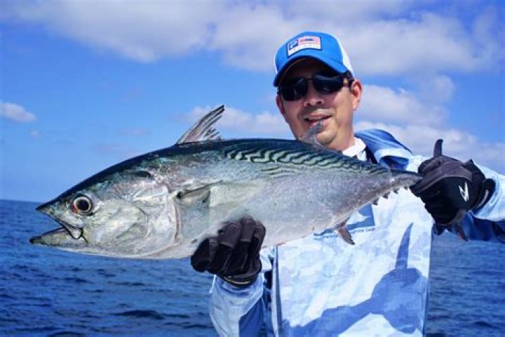 Is Bonito the same as tuna