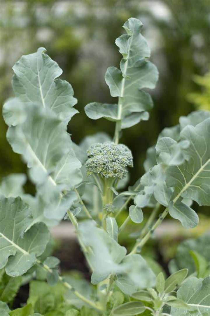 Is broccoli a stem root or leaf