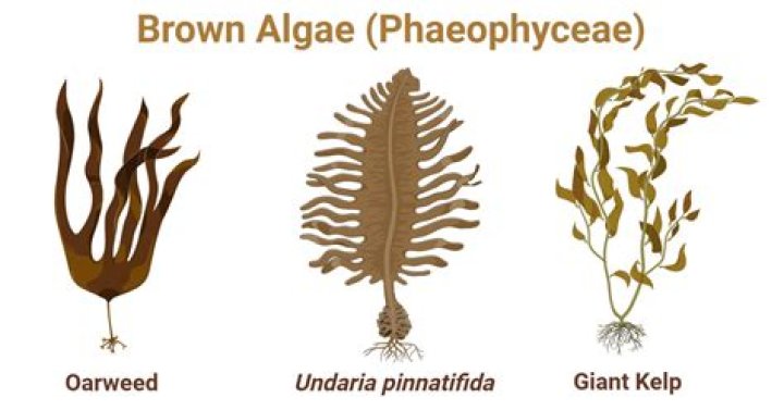 Is brown algae a plant