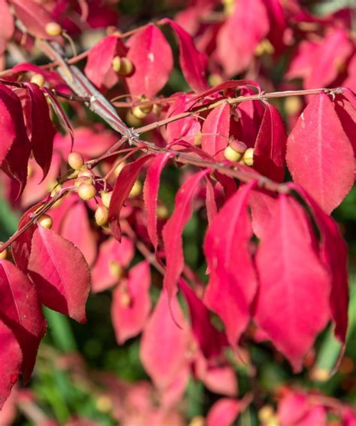 Is Burning Bush Evergreen