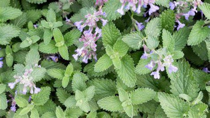 Is catmint easy to grow