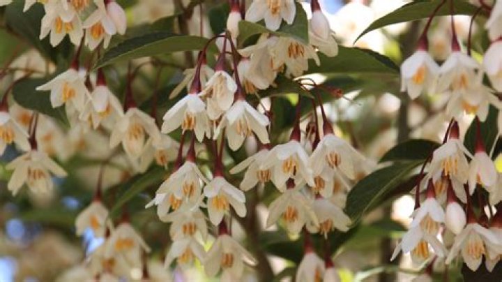 Is Cornus kousa Evergreen