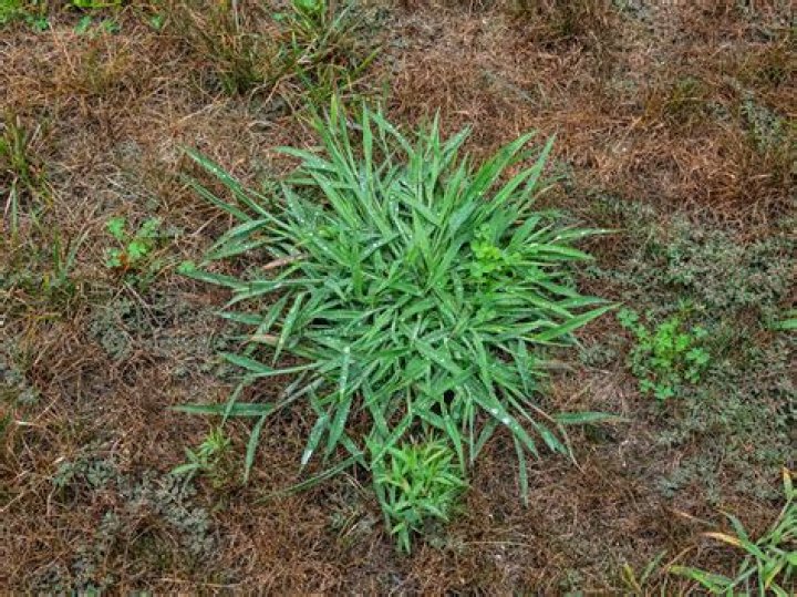 Is crabgrass and Dallisgrass the same