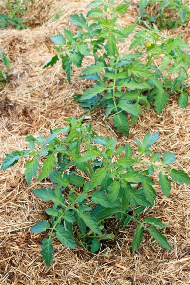 Is Cypress mulch good for tomatoes