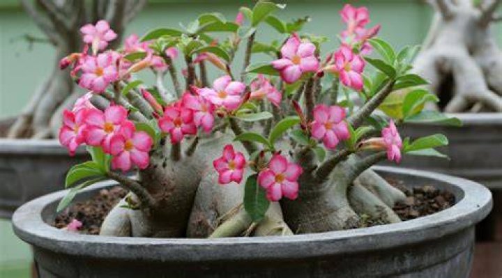 Is Desert Rose slow growing