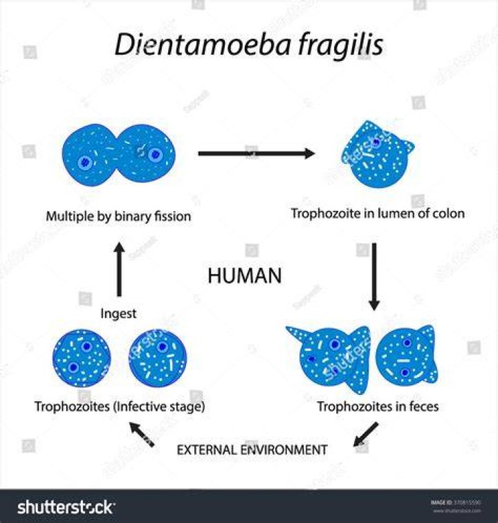 Is Dientamoeba fragilis serious